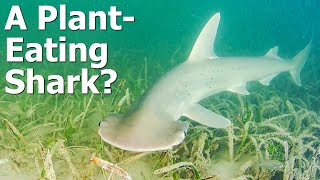 The Only PlantEating Shark  The Bonnethead [upl. by Waal]