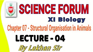 Structural organisation in animals  Lecture 04  By Lakhan Sir  XI Biology NEET [upl. by Aissila]