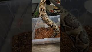 GABOON VIPER LOSES IT gaboonviper snakes foryou foryoupage tiktok fyp snake [upl. by Aillimac]