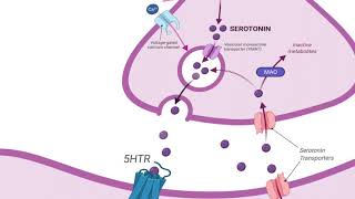 Serotonin Module [upl. by Araht736]