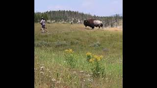 BeBisonAware Yellowstone [upl. by Thurnau265]