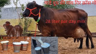 gir cross gir lendo 28 liter par day milk aravalidairyfarm gircow अरावलीडेयरीफार्म 9414745465 [upl. by Sausa]