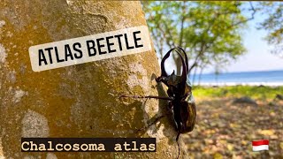 The Atlas beetle Chalcosoma atlas  Herping North Sumatra [upl. by Southard]