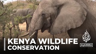 Kenya wildlife conservation Living in harmony with wild neighbours [upl. by Wrightson]