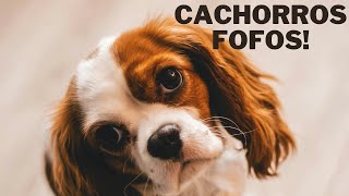 Vídeo de Cachorro Fofo  Para se ENCANTAR 😍 [upl. by Sikras]