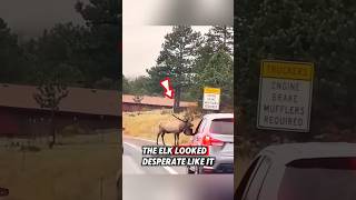 This kind man saved a poor elk that was stuck in the mud and then rescue elk [upl. by Origra436]