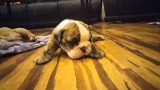 Crying bulldog puppies [upl. by Getraer]