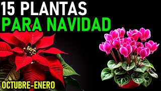 15 PLANTAS BONITAS QUE FLORECEN EN NAVIDAD [upl. by Dlorej]