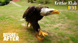 Bald Eagle Walks Around Instead Of Flying Because  Before amp After Makeover Ep 68 [upl. by Borman]