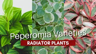 Peperomia Varieties  Types of Radiator Plants  MOODY BLOOMS [upl. by Hafirahs]