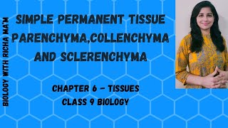 SIMPLE PERMANENT TISSUES  LECTURE  02  PARENCHYMA COLLENCHYMA  SCLERENCHYMA  NCERTACTIVITY 61 [upl. by Iturhs]