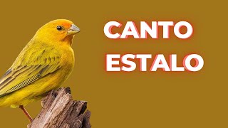 Canário da terra Cantando Canto canário da terra Canto estalo [upl. by Decamp598]