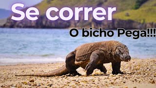 Curiosidades sobre o Dragãodekomodo [upl. by Aicitel]