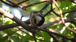 Chickadee eating sunflower seeds from bird feeder [upl. by Nagy]