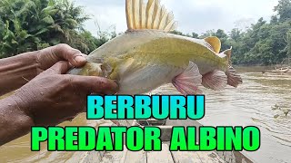 Berburu predator albino ToplesA2 [upl. by Pacificas]