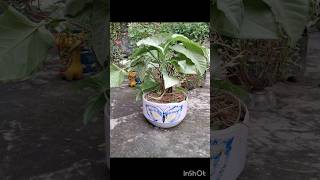 Syngonium Podophyllum 🌿 Arrowhead Plant 🌱 Air purifier 🍃 shorts garden printing craft new [upl. by Lirba826]