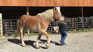 Sold 197 16 yr old 172HH Belgian gelding 950 [upl. by Eliam]