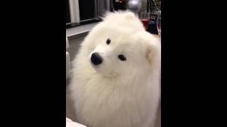 Samoyed keeps shaking his head with silly face [upl. by Sairu519]