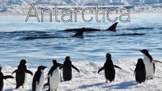 Antarctica 🐳🐳🐳 🐧🐧🐧in the zoom 📸🎵🎶 [upl. by Gnanmas]