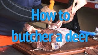 How to butcher a deer part 1 [upl. by Anitaf]