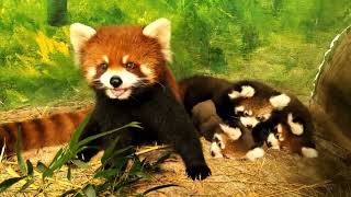 Three red pandas stacked on top of each other 🤗 【red panda】【cute】 [upl. by Buckels]