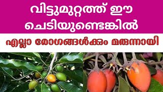 ഓർമ്മകളുടെ അറകൾ തുറക്കുന്ന ഇലഞ്ഞി [upl. by Ocihc289]