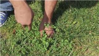 Garden and Lawn Help  How to Pull Weeds [upl. by Hsur]