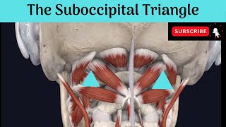 The Suboccipital Triangle Anatomy mbbs education bds headandneckanatomy triangles [upl. by Eicaj]