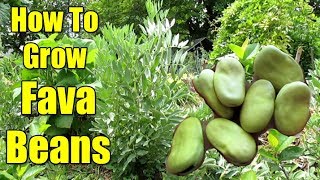 How To Grow Fava Beans aka Broad Beans  All You Need To Know [upl. by Peti196]