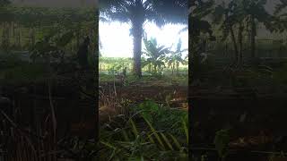 PEMUPUKAN SAWIT shortvideo [upl. by Anuat197]