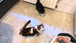 Cats demanding food [upl. by Ecyac]