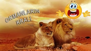 Ormanlar Kralı Aslan [upl. by Pren782]