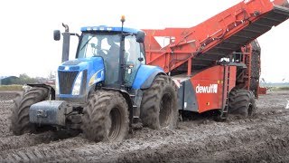 Aardappels rooien met DeWulf 2060 amp New Holland T8050 op Texel [upl. by Thanh]