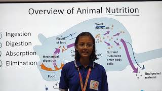 Animal Nutrition  By Alankrita Mishra [upl. by Eusassilem]