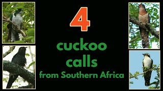 4 CUCKOO CALLS from Southern Africa [upl. by Hummel367]