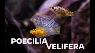 Wild type Poecilia velifera  Sailfin molly  showing its impressive sail [upl. by Cassil603]