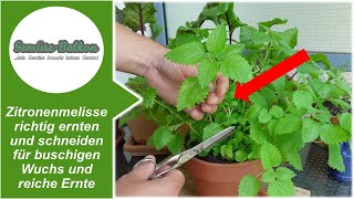 Zitronenmelisse 🌿 richtig ernten und schneiden ✂️ für buschigen Wuchs und reiche Ernte 📥 [upl. by Uno]