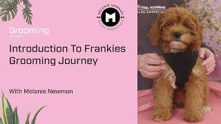 Introduction to Frankie the Cavoodles grooming journey [upl. by Neila385]