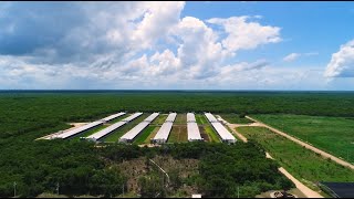 Porcicultura Sustentable en Yucatán [upl. by Sorel11]