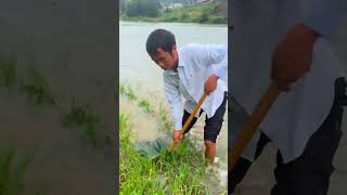 There are so many fish in this grass 这个草里面鱼真多 fishfood fishtrip Xiaomei fishingfun [upl. by Enyallij]