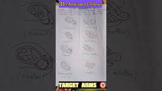 Mechanism of labour  Normal laboyrnursing obg [upl. by Enovad]