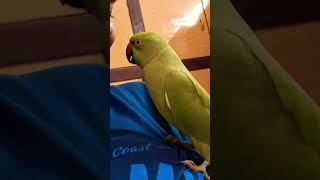 😁😁😂🤣 Coco didi se puch rha hai mitthu funnyparrot shortvideo [upl. by Norrehs]