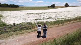 DAISY FIELDS BLOOM IN TASMANIA Drone [upl. by Melisande]