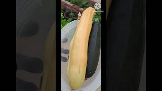 Harvesting zucchini I First time gardening short garden [upl. by Kidd]