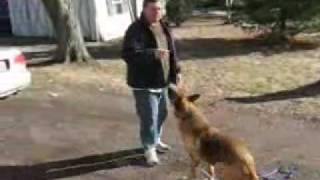 Dog Training  Use The Premack Principle For Dog Training [upl. by Cornela]