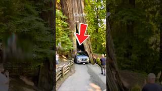 Car Stuck in Tree Lined Road shortsvideo [upl. by Alec]