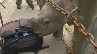 Indianapolis Zoo announces white rhino calfs name [upl. by Gareri]