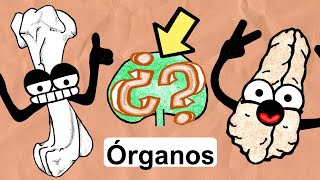 Órganos del Sistema Inmunológico  Médula Ósea Timo Linfonodos [upl. by Adina]