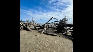 Edisto Islands BEST Kept Secret is Driftwood Beach [upl. by Bak723]