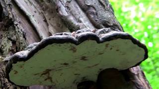 DRYADS SADDLE  Bracket Fungus growing 8ft 24m up a tree trunk [upl. by Oine]